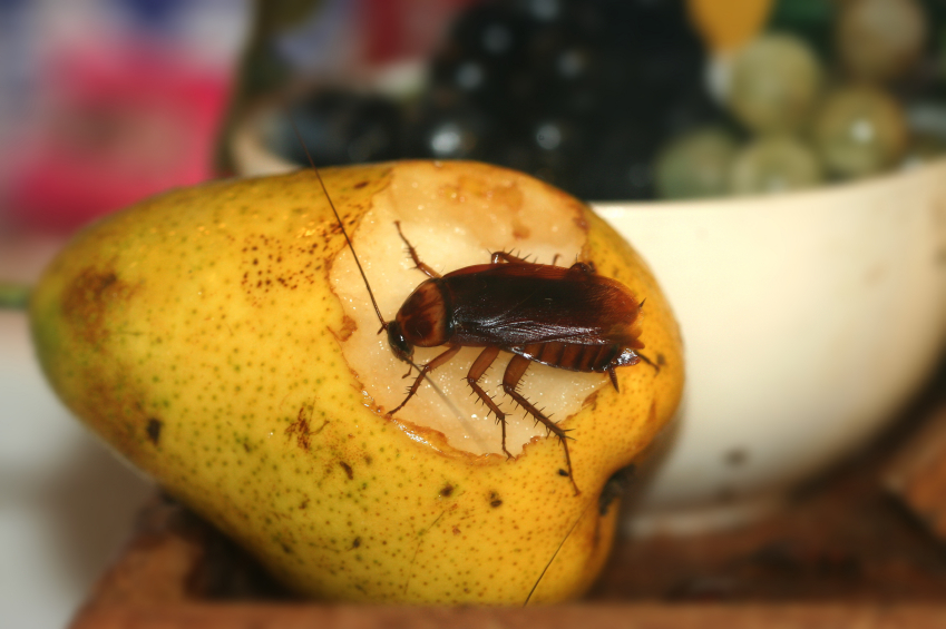 cockroach_pear_iStock_000000801802Small