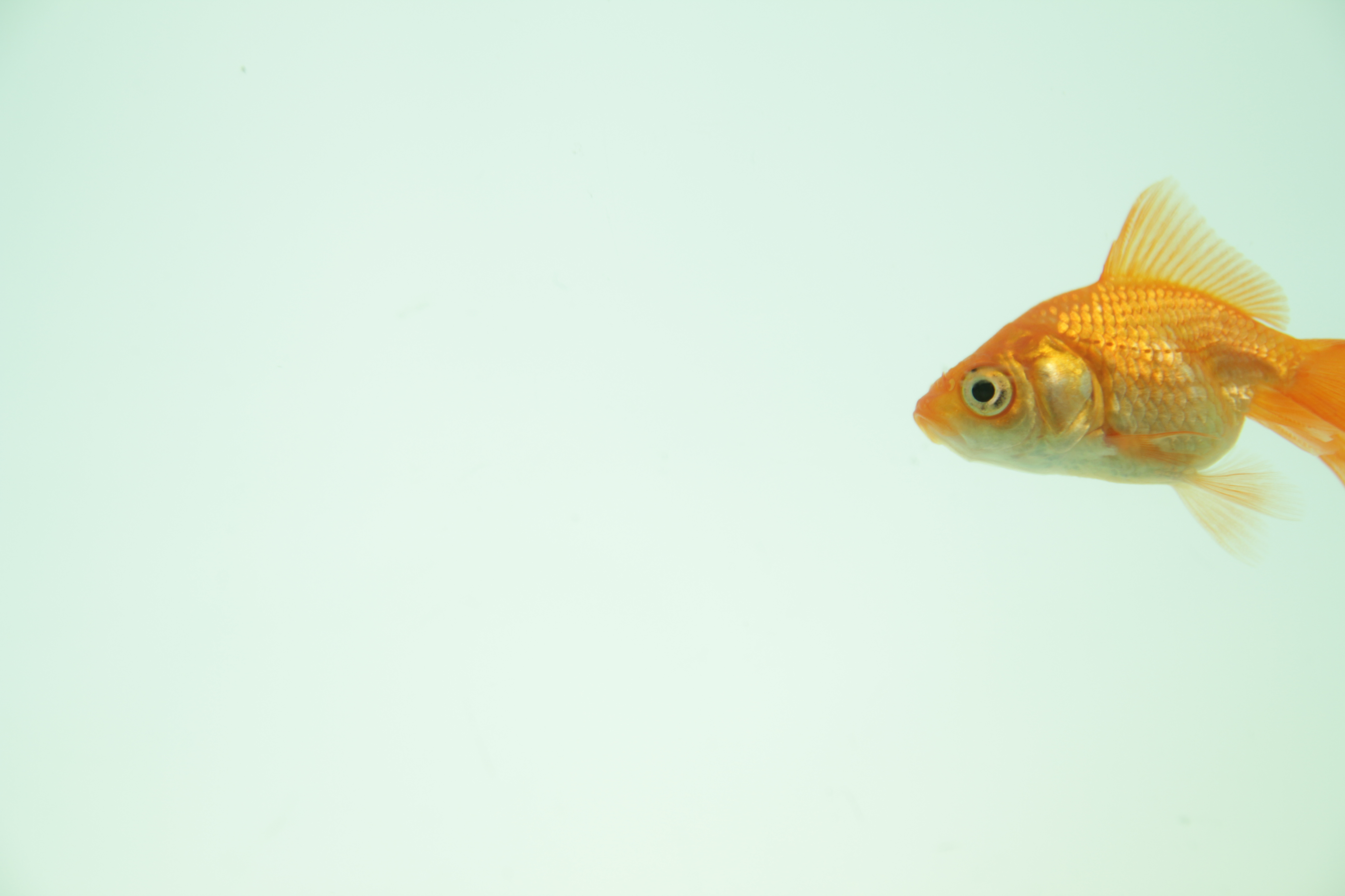 goldfish_1277223_90673634